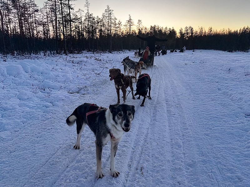 **YILBAŞI**Lapland Büyülü Kuzey Işıkları Masalı Türk Hava Yolları 4 Gece ( TÜM TURLAR DAHİL)