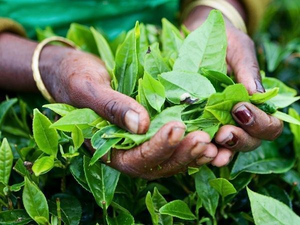 Elegant Sri Lanka Türk Hava Yolları 6 Gece