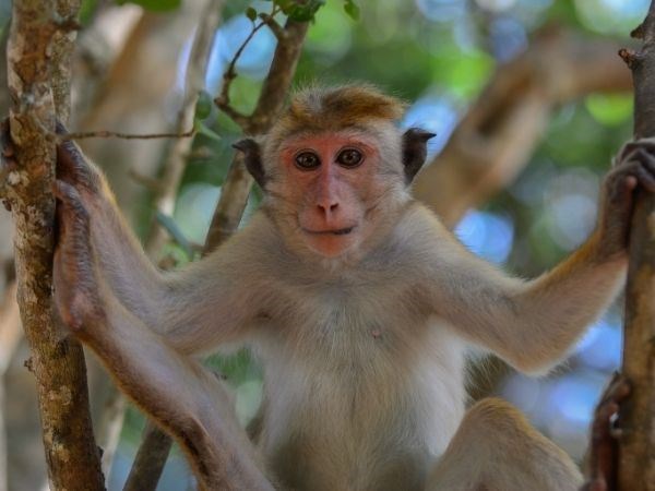 Elegant Sri Lanka Türk Hava Yolları 6 Gece