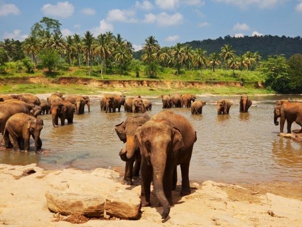 Elegant Sri Lanka Türk Hava Yolları 6 Gece