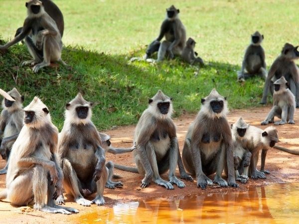 Elegant Sri Lanka Türk Hava Yolları 6 Gece