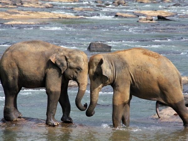 Sri Lanka Turu Türk Hava Yolları 7 Gece