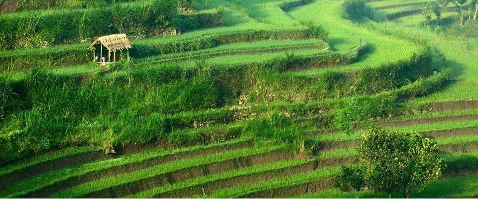 Görkemli Tropikal Ada Bali Ubud Singapur Hava Yolları 5 Gece