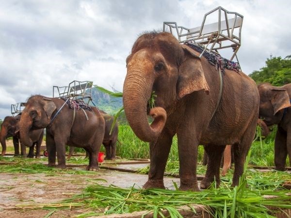 Phuket Egzotik Rotalar Türk Hava Yolları 5 Gece 