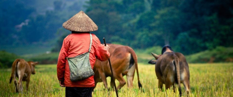 Görkemli Tropik Asya İkilisi Vietnam Kamboçya Türk Hava Yolları 7 Gece 