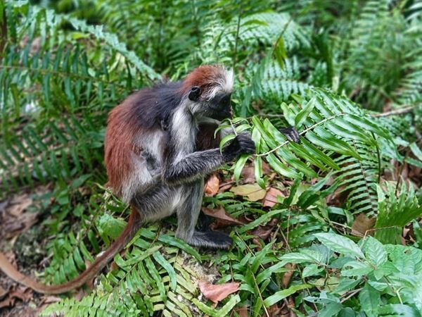 Zanzibar Turu Türk Hava Yolları İle 5 Gece